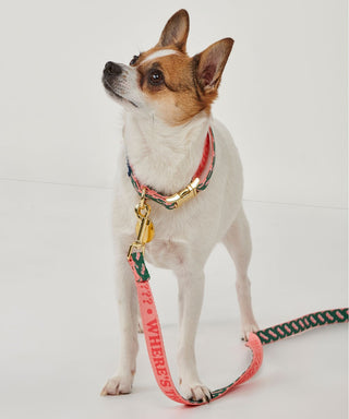Treat Tester Reversible Pet Leash