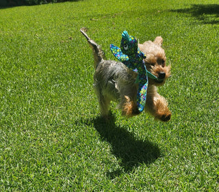 Kong® Wubba Finz Dog Tug Toy Blue Small