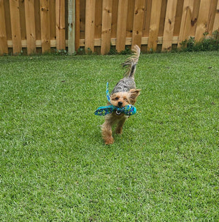 Kong® Wubba Finz Dog Tug Toy Blue Small