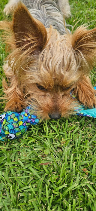 Kong® Wubba Finz Dog Tug Toy Blue Small