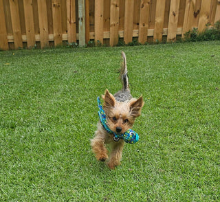 Kong® Wubba Finz Dog Tug Toy Blue Small