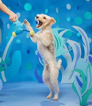 BARK Hammerin' Hank the Shark
