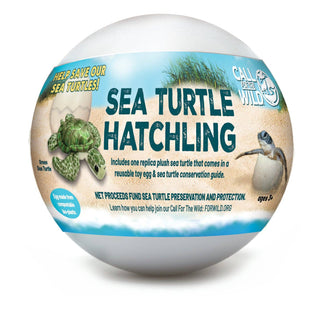 Sea Turtle Hatchling