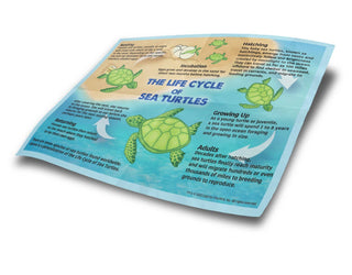Sea Turtle Hatchling