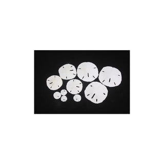 3-3 1/2 inch Sand Dollar